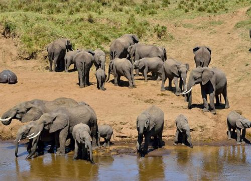 7 days wildlife Tanzania safari