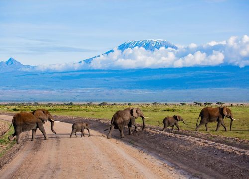 9 days Amboseli and Kilimanjaro Trek