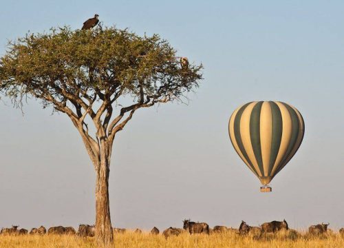Experience the Magic of Africa: The Ultimate Guide to Maasai Mara Safaris