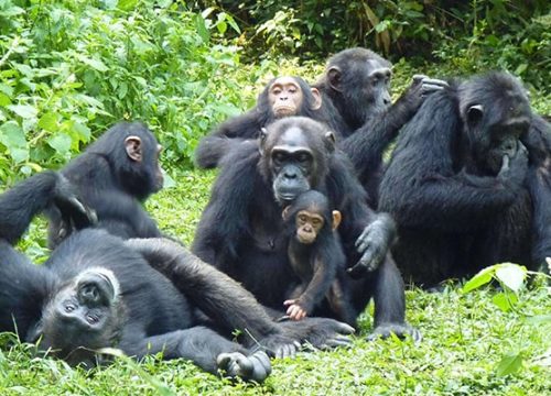 Discover the Pearl of Africa: Top 10 Uganda Destinations & Where to Stay in 2026