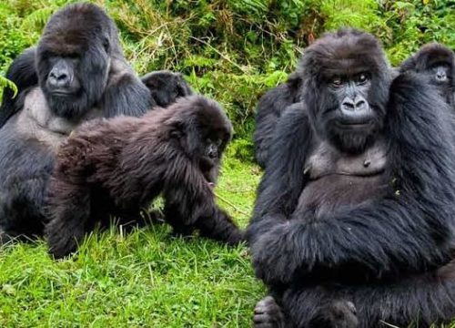 3 DAYS GORILLA TREKKING EXPERINCE IN UGANDA