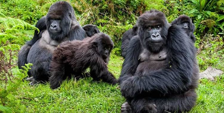 3 DAYS GORILLA TREKKING EXPERINCE IN UGANDA