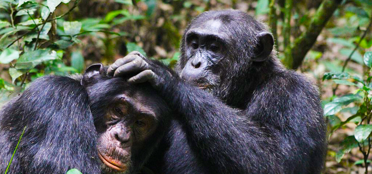 3 DAYS BEST OF KIBALE CHIMPANZEE TREKKING SAFARI