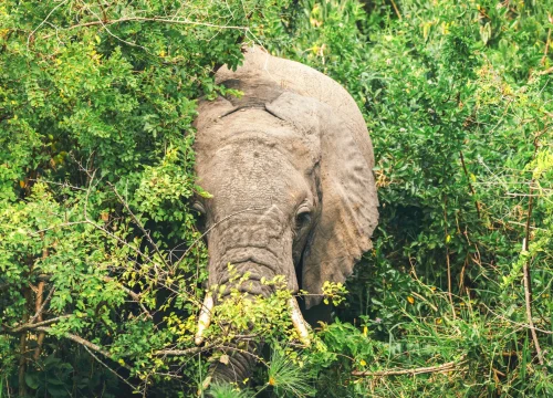 08 DAYS BEST OF UGANDA SAFARI