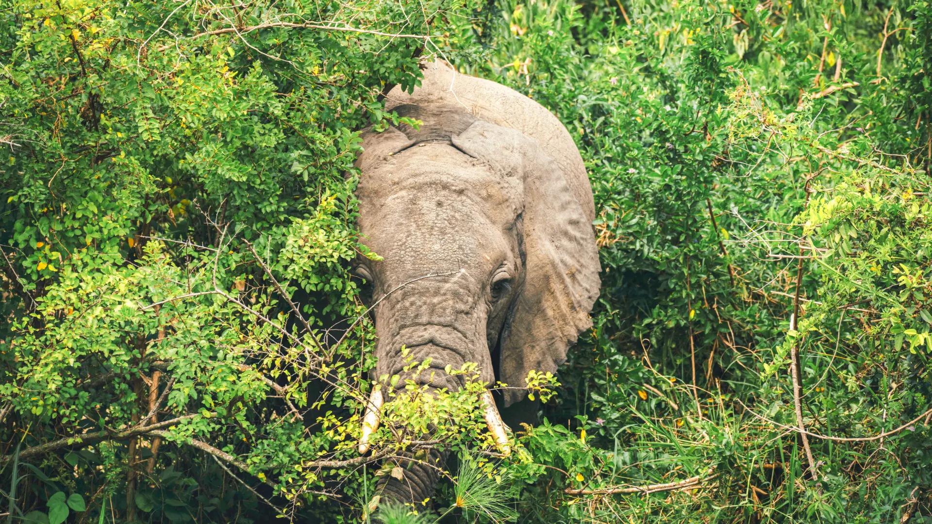 08 DAYS BEST OF UGANDA SAFARI