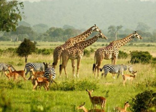 10 DAYS BEST OF UGANDA SAFARI ITINERARY