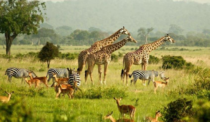 10 DAYS BEST OF UGANDA SAFARI ITINERARY